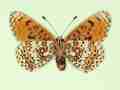 Melitaea cinxia female (aberrant form interligata, verso 2) (Internet Image property of respective owner, non-commercial use only)